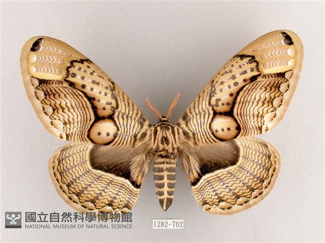 枯球籮紋蛾藏品圖，第1張