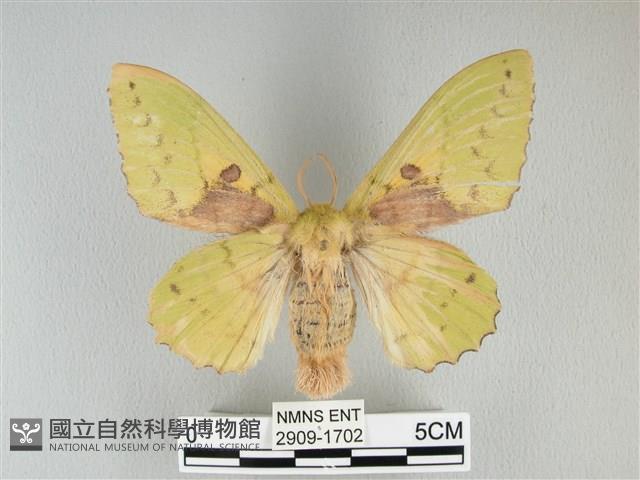 青枯葉蛾藏品圖，第1張