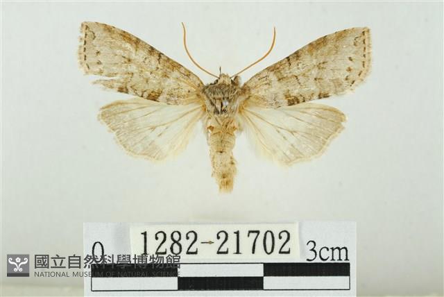 臺圓波紋蛾藏品圖，第1張