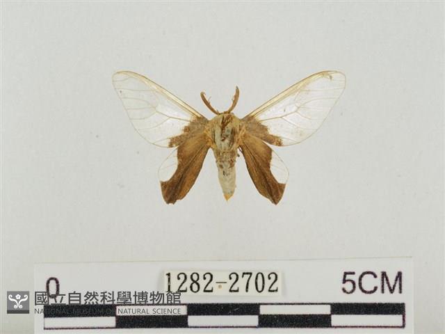 榕透翅毒蛾藏品圖，第1張