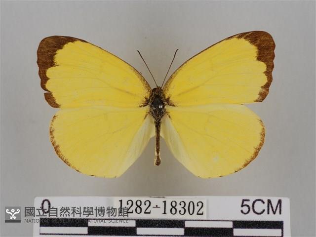 亮色黃蝶藏品圖，第1張