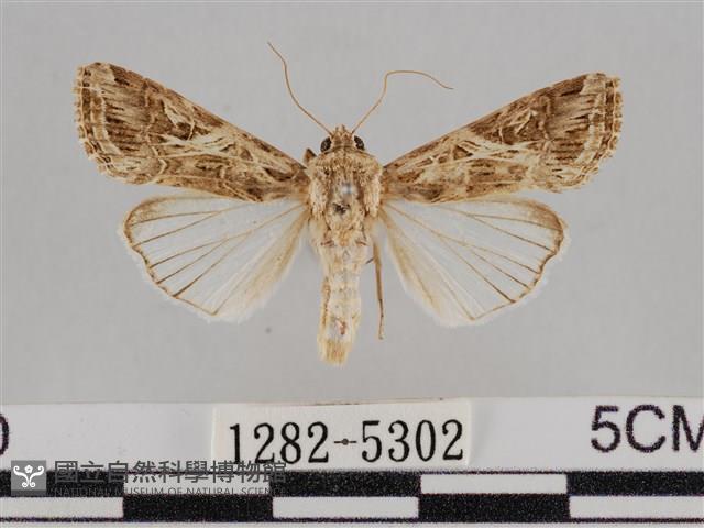 斜紋夜盜蛾藏品圖，第1張