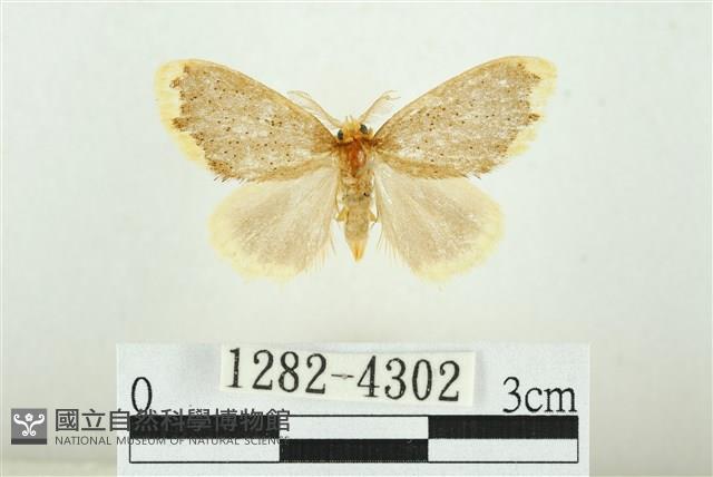 黑翅黃毒蛾藏品圖，第1張