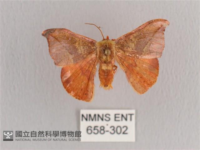 銀端帶鉤蛾藏品圖，第1張