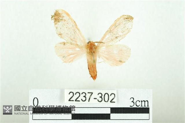 三條橙燈蛾藏品圖，第1張