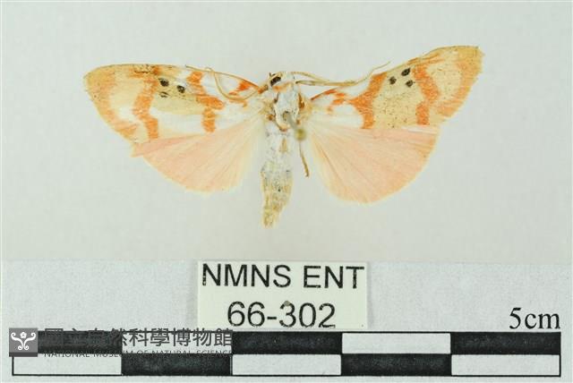 臺雪苔蛾藏品圖，第1張