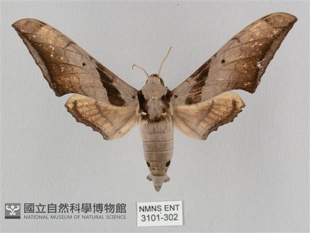 黑帶鷹翅天蛾藏品圖，第1張