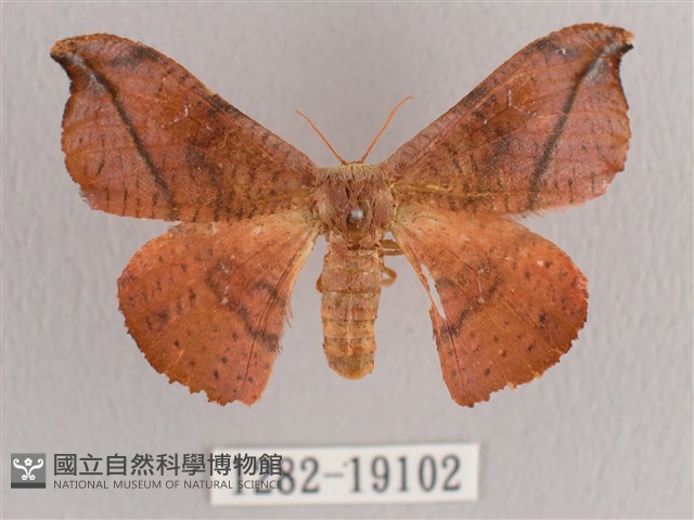 銀端帶鉤蛾藏品圖，第1張