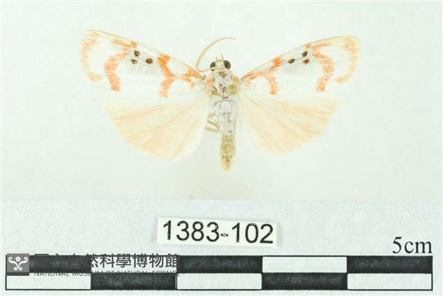 臺雪苔蛾藏品圖，第1張