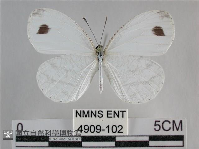 纖粉蝶、黑點粉蝶藏品圖，第1張