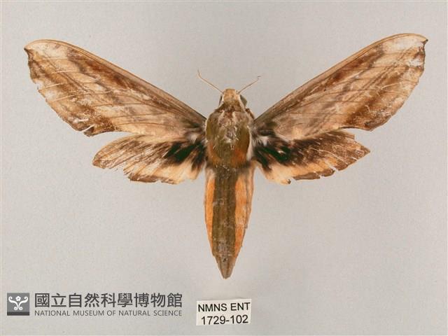 綠背斜紋天蛾藏品圖，第1張