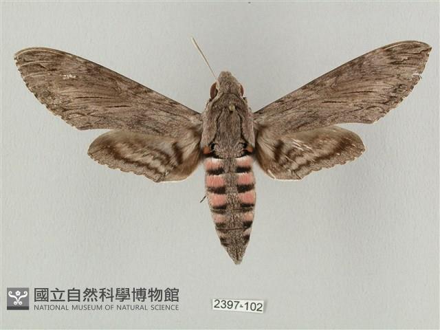 蝦殼天蛾藏品圖，第1張