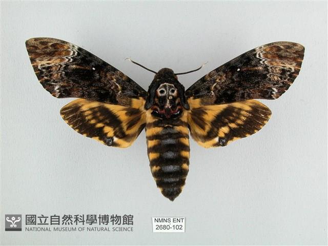 鬼臉天蛾藏品圖，第1張