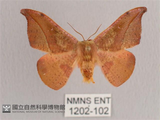 銀端帶鉤蛾藏品圖，第1張