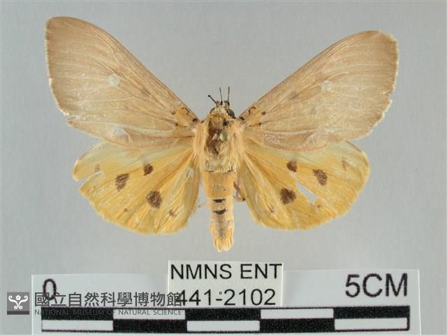 一點擬燈蛾藏品圖，第1張