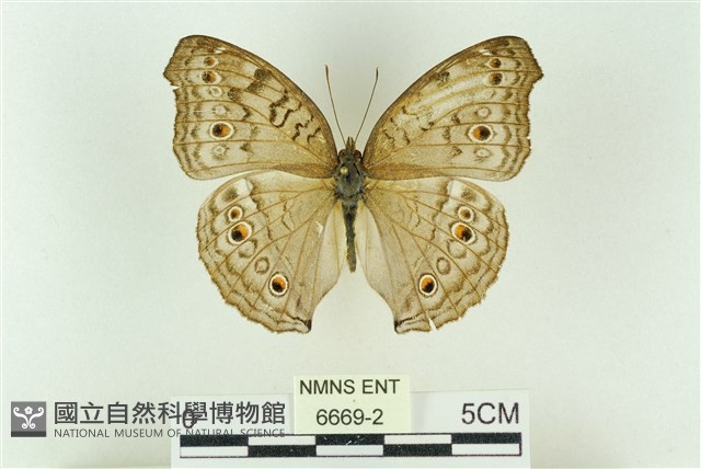 波紋眼蛺蝶藏品圖，第1張