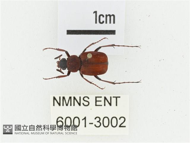 血紅虎斑花金龜藏品圖，第1張