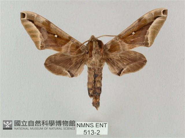 白點天蛾 藏品圖，第1張