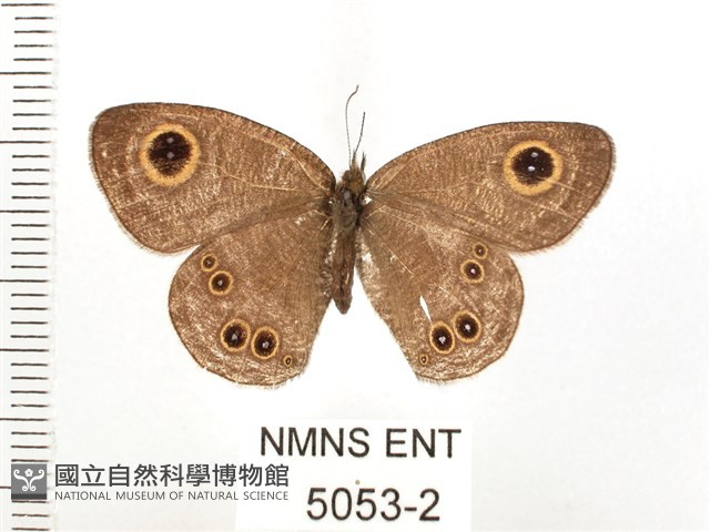 大藏波眼蝶藏品圖，第1張