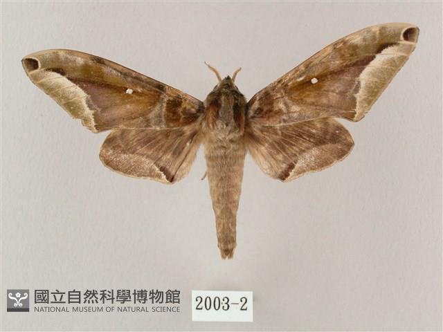 白點天蛾 藏品圖，第1張