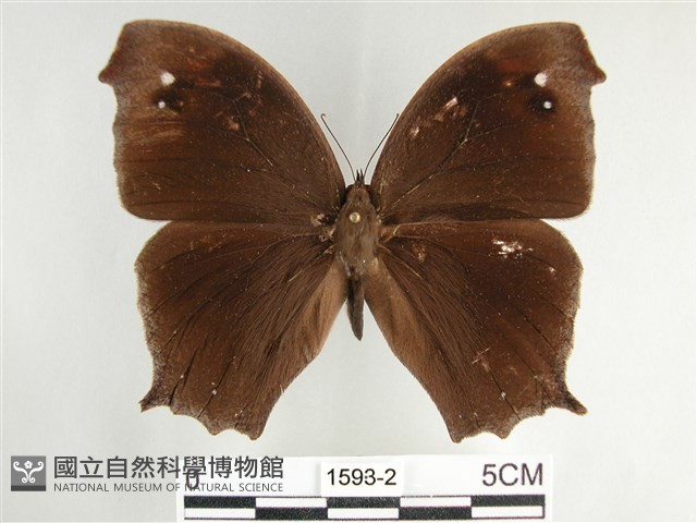森林暮眼蝶、黑樹蔭蝶藏品圖，第1張