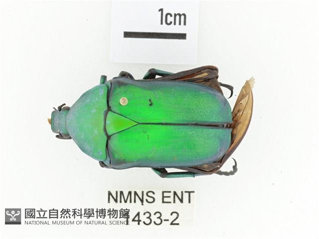 金艷騷金龜藏品圖，第1張