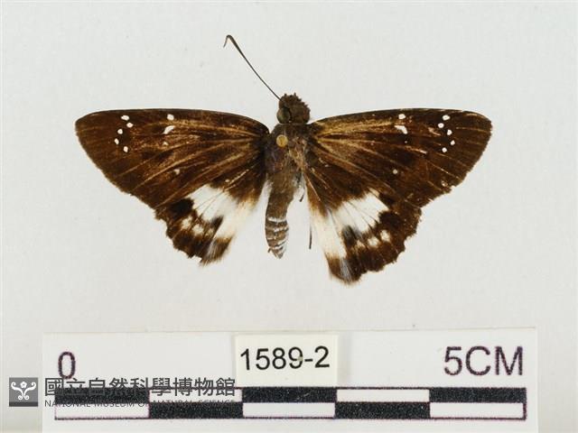 白裙弄蝶藏品圖，第1張