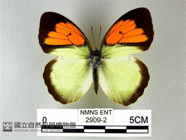 異粉蝶、雌白黃蝶藏品圖，第1張