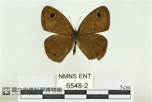 文龍波眼蝶藏品圖，第1張