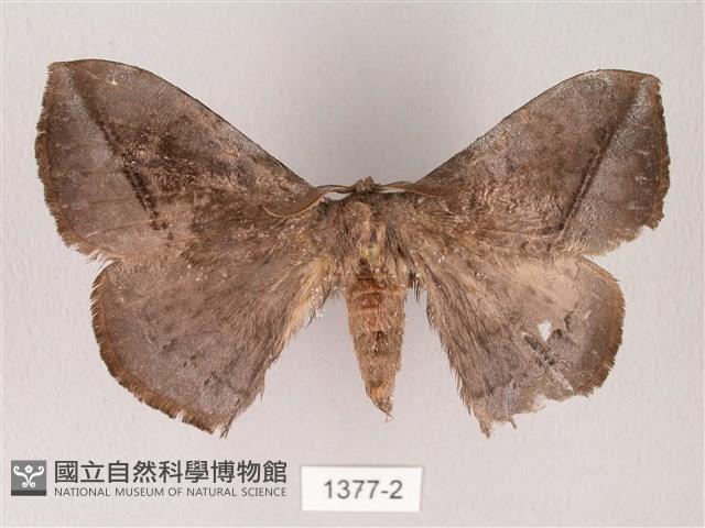 蓬萊灰紋帶蛾藏品圖，第1張