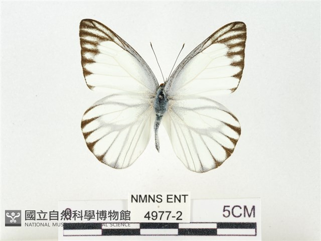 鑲邊尖粉蝶藏品圖，第1張