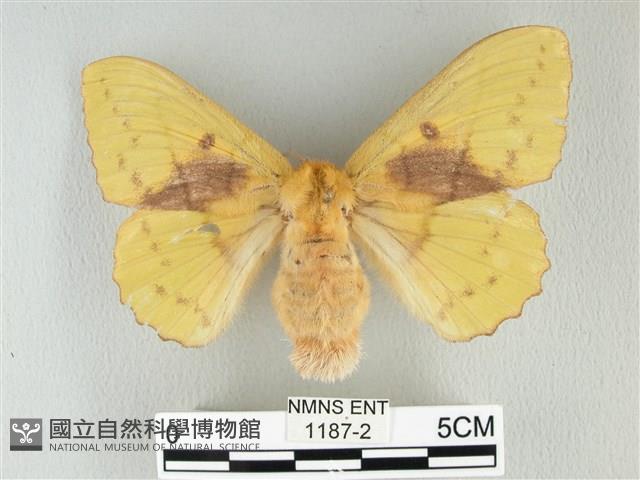 青枯葉蛾藏品圖，第1張