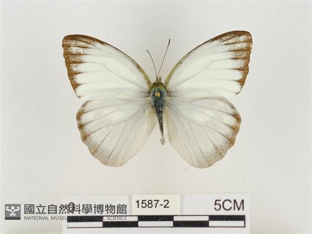 淡褐脈粉蝶藏品圖，第1張