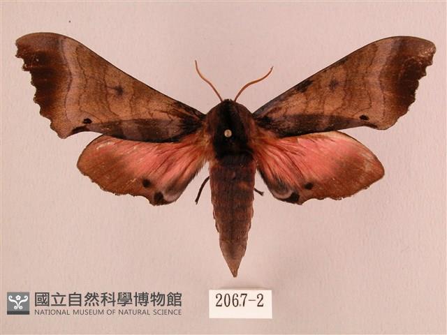 桃紅六點天蛾藏品圖，第1張