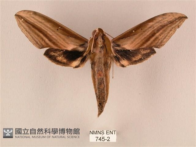 棕綠背線天蛾藏品圖，第1張