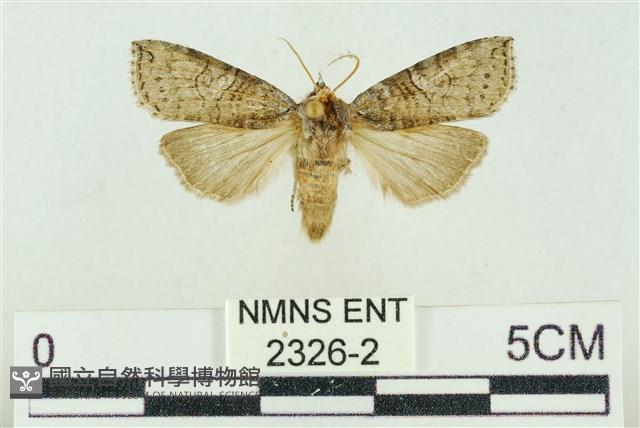 帶波紋蛾藏品圖，第1張