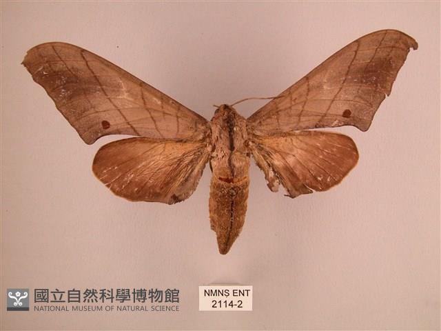 直翅六點天蛾藏品圖，第1張