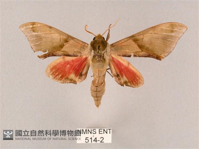 榆綠天蛾藏品圖，第1張