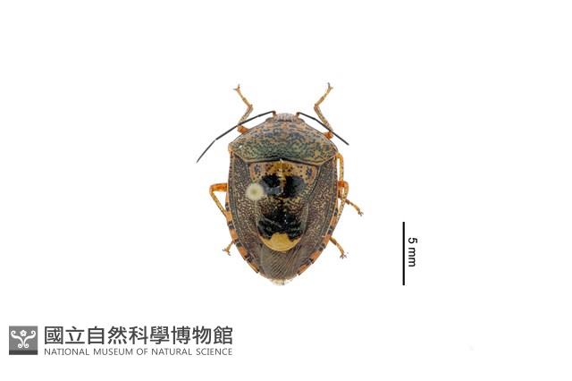 二星白箭牙蝽藏品圖，第1張