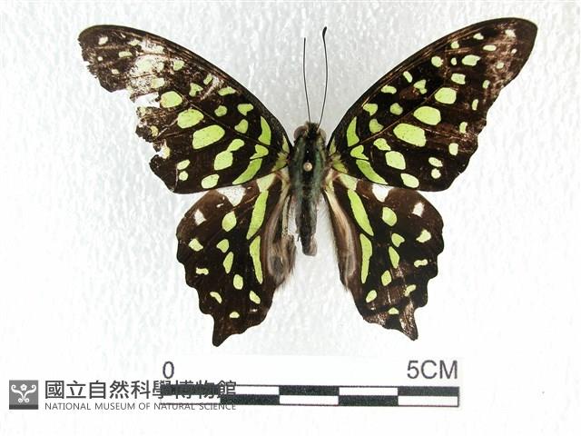 翠斑青鳳蝶藏品圖，第1張