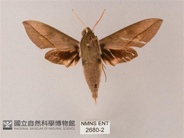 藏斜紋天蛾藏品圖，第1張