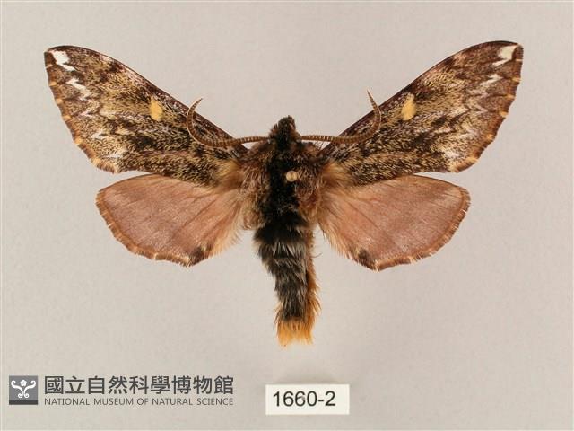 井上氏絨毛天蛾藏品圖，第1張