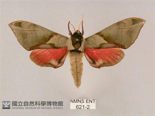 榆綠天蛾藏品圖，第1張