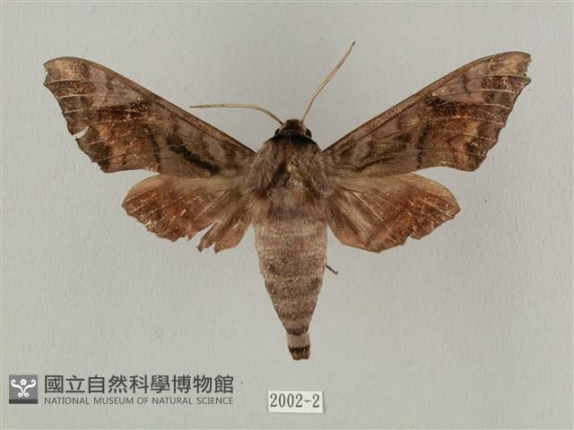 全緣缺角天蛾藏品圖，第1張