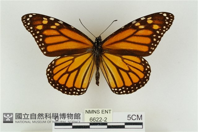 帝王斑蝶藏品圖，第1張