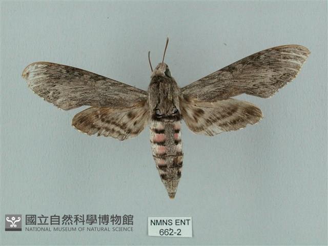 蝦殼天蛾藏品圖，第1張