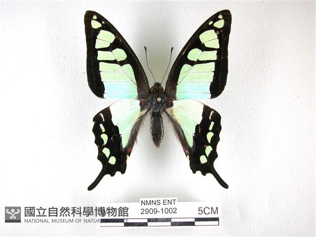 寬帶青鳳蝶藏品圖，第1張