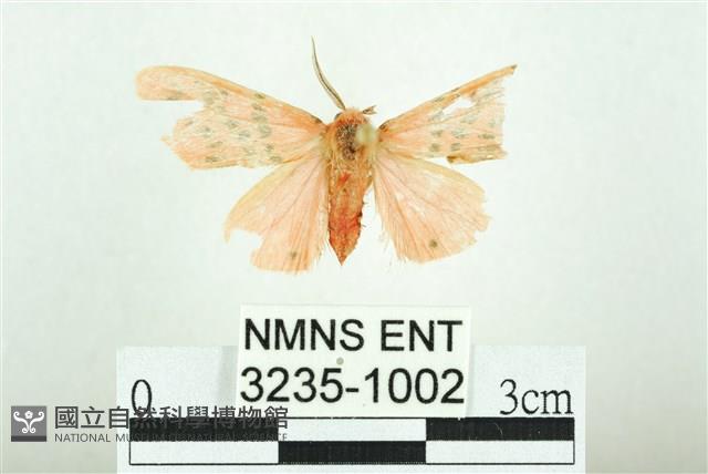 三條橙燈蛾藏品圖，第1張