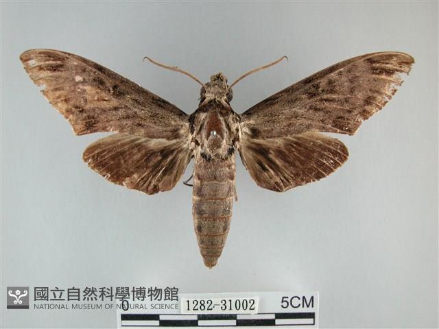 霜天蛾藏品圖，第1張