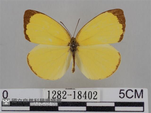亮色黃蝶藏品圖，第1張